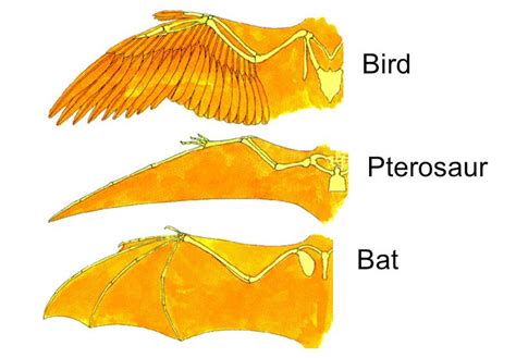 pterosaurs are similar to birds